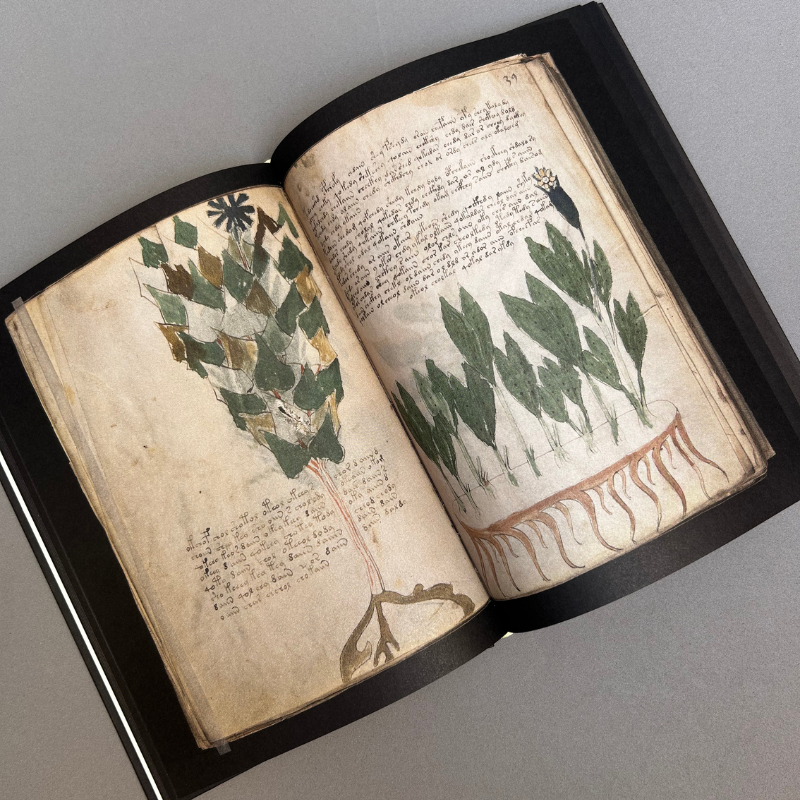 Manuscrito Voynich - Imatge 2