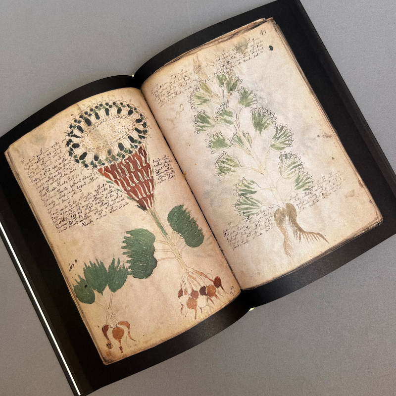 Manuscrito Voynich - Imatge 4