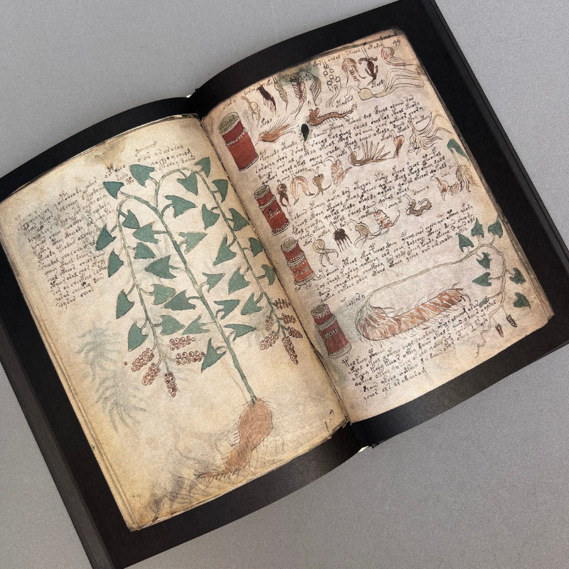 Manuscrito Voynich - Imatge 5