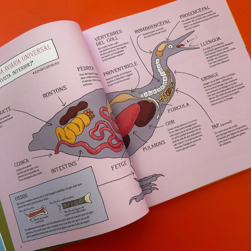 Ornitologia - Imagen 3